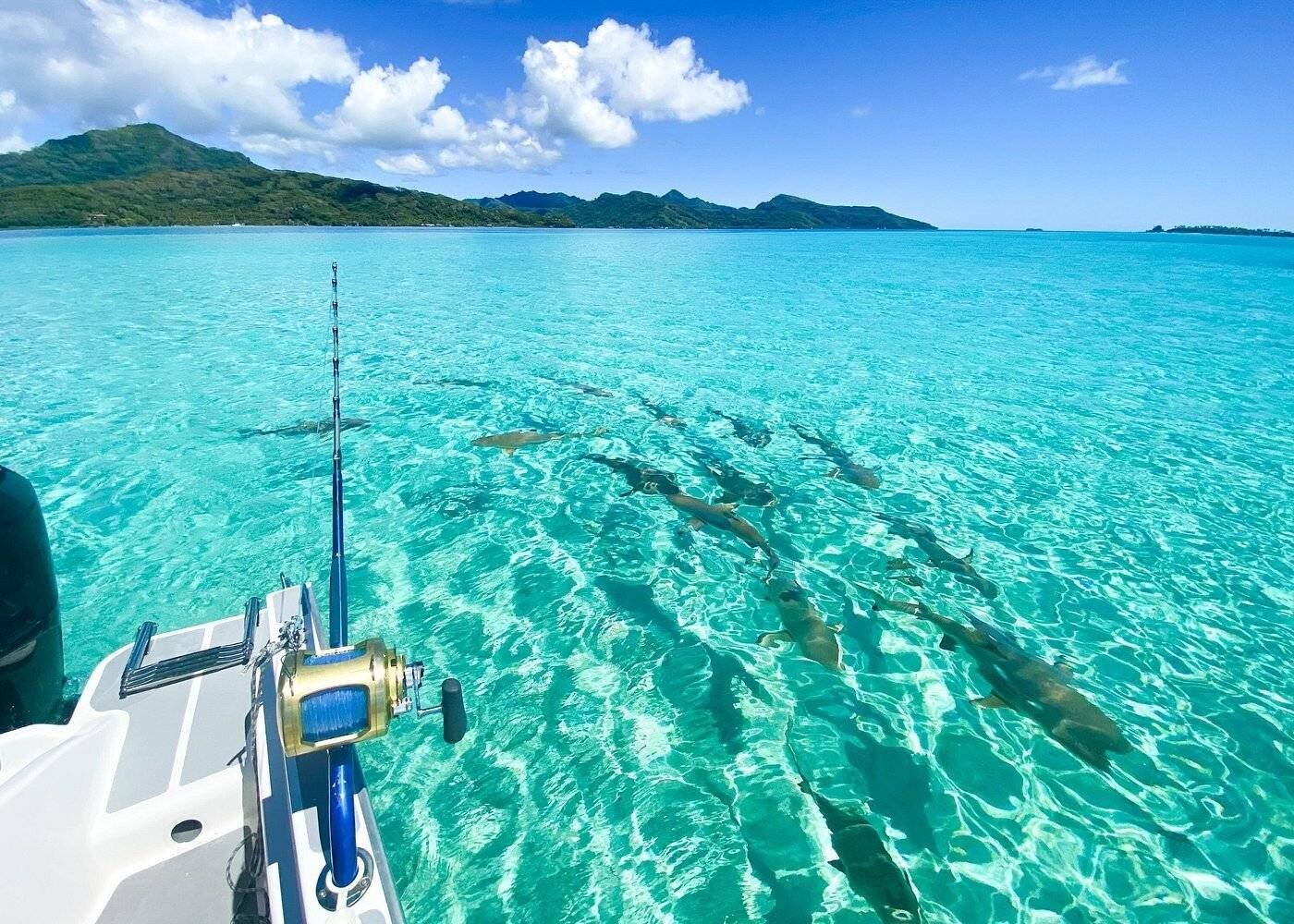 Snorkeling catch and cook